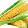 Download-Corn-PNG-HD